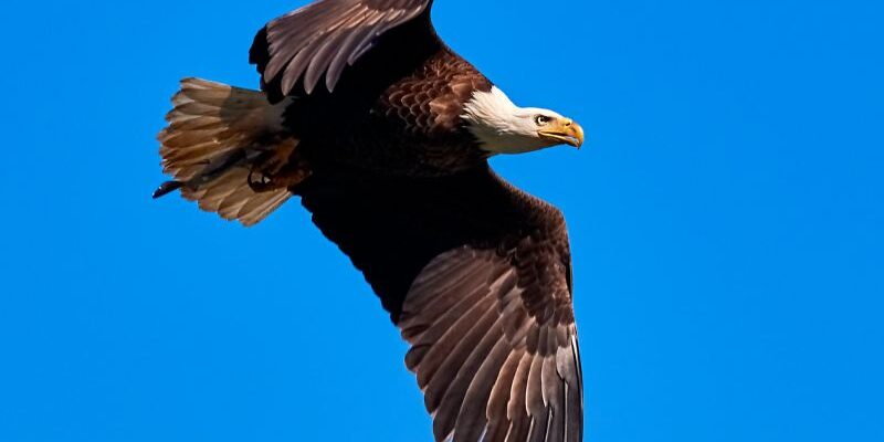 da village villas 3 birdwatching