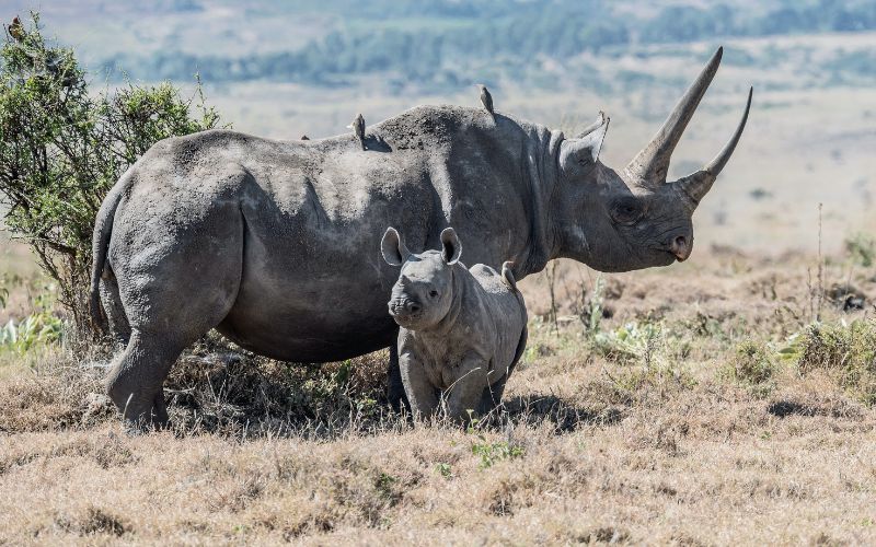 Da village villas attractions/dinokeng game reserve